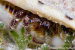 Blue eyes. taken in the Bahamas with Canon 20D 100mm Dual... by Michael Shope 